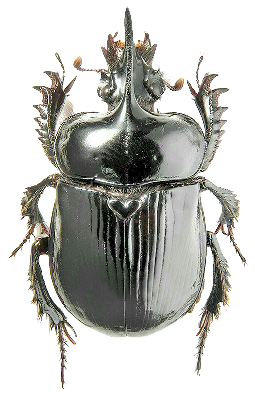 käfer